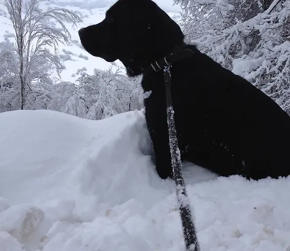Turistico Dal Morino Apartment *